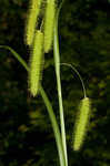 Longhair sedge